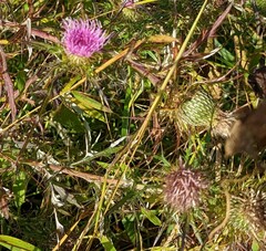 Cirsium discolor