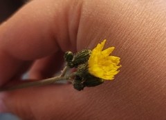 Pilosella caespitosa