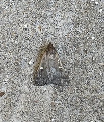 Tetanolita mynesalis