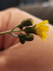 Pilosella caespitosa