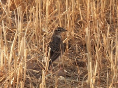 Calandrella brachydactyla
