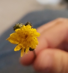 Pilosella caespitosa