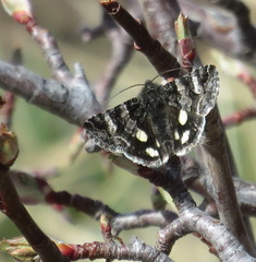 Litocala sexsignata