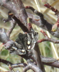 Litocala sexsignata