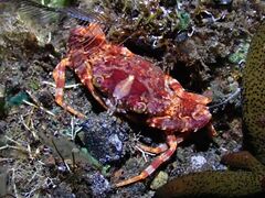 Lupocycloporus