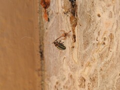 Eudiagogus episcopalis