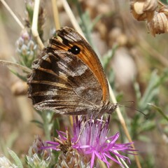 Pyronia cecilia