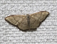Idaea coercita