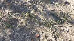 Bouteloua barbata barbata