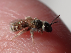 Halictus concinnus