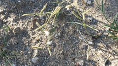 Bouteloua barbata barbata