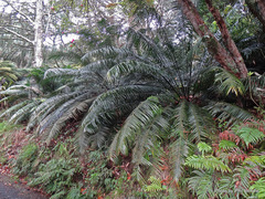 Lepidozamia peroffskyana