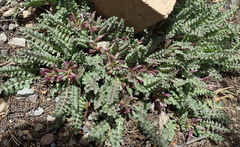 Pedicularis centranthera