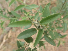 Capparis tomentosa