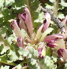 Pedicularis centranthera