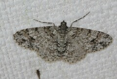 Myrioblephara desumpta