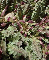 Pedicularis centranthera