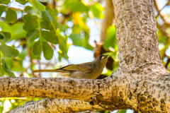 Stomiopera unicolor