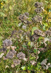 Pycnanthemum incanum