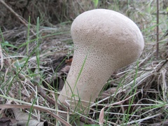 Lycoperdon excipuliforme