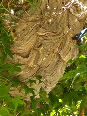 Vespinae