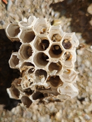 Vespinae