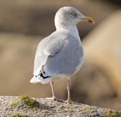 Herring Gull photo 2