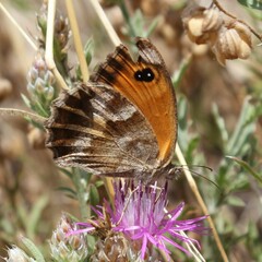 Pyronia cecilia