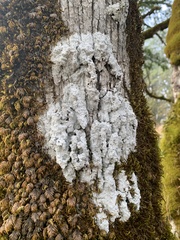 Lepraria finkii