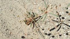 Hypertelis umbellata