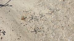 Hypertelis umbellata