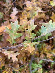 Quercus ilicifolia