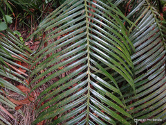 Lepidozamia peroffskyana