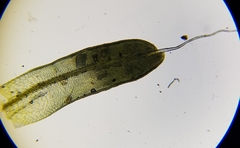 Tortula muralis muralis