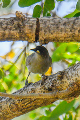 Stomiopera unicolor