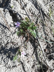 Erodium cicutarium