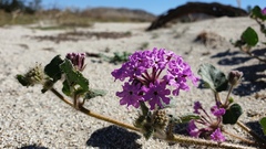 Abronia villosa villosa