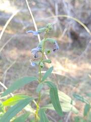Salvia azurea