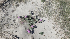 Abronia villosa villosa