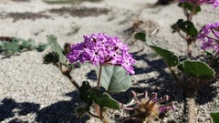 Abronia villosa villosa