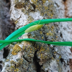 Gyponana