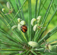 Harmonia axyridis