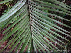 Lepidozamia peroffskyana