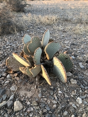 Opuntia basilaris basilaris