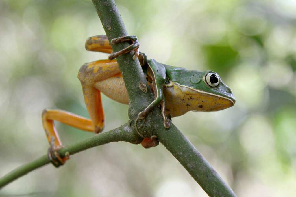 Hidden Walking Leaf Frog