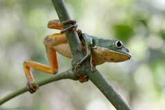 Hidden Walking Leaf Frog photo 1