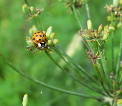 Harmonia axyridis