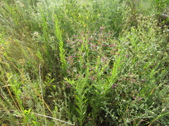 Linaria biebersteinii