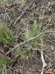 Poa fendleriana