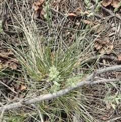 Poa fendleriana